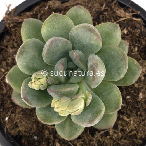 Echeveria King Midas - ø 10.5 cm - Sucunatura. Plantas crassulas como echeveria, kalanchoe, sedum, sempervivum, graptoveria y aeonium.