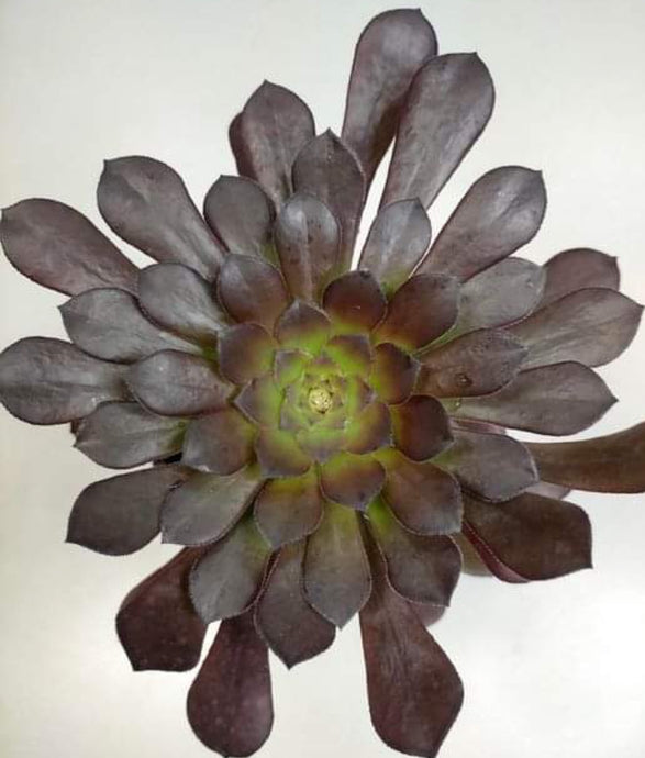 Aeonium Vulcano - ø 12 cm - Sucunatura. Plantas crassulas como echeveria, kalanchoe, sedum, sempervivum, graptoveria y aeonium.