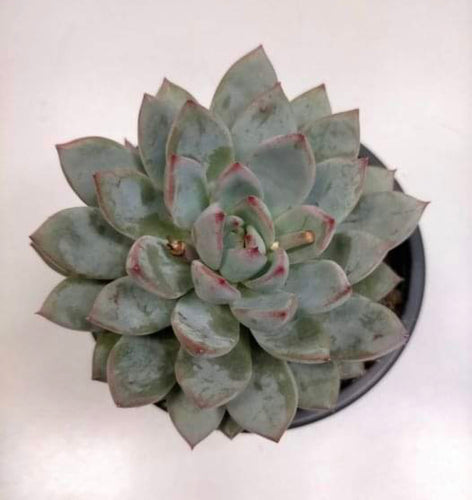 Echeveria Yummie - ø 10.5 cm - Sucunatura. Plantas crassulas como echeveria, kalanchoe, sedum, sempervivum, graptoveria y aeonium.