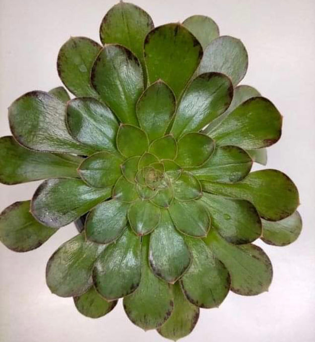 Aeonium Holochrysum - ø 12 cm - Sucunatura. Plantas crassulas como echeveria, kalanchoe, sedum, sempervivum, graptoveria y aeonium.