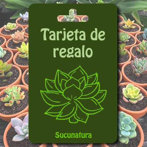Tarjeta de regalo - Sucunatura. Plantas crassulas como echeveria, kalanchoe, sedum, sempervivum, graptoveria y aeonium.