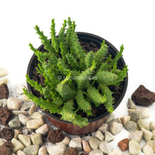 Load image into Gallery viewer, Huernia whitesloaneana - ø 10.5 cm - Sucunatura. Plantas crassulas como echeveria, kalanchoe, sedum, sempervivum, graptoveria y aeonium.
