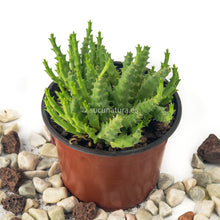 Load image into Gallery viewer, Huernia whitesloaneana - ø 10.5 cm - Sucunatura. Plantas crassulas como echeveria, kalanchoe, sedum, sempervivum, graptoveria y aeonium.
