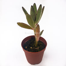 Load image into Gallery viewer, Kalanchoe tomentosa - ø 5.5 cm - Sucunatura. Plantas crassulas como echeveria, kalanchoe, sedum, sempervivum, graptoveria y aeonium.
