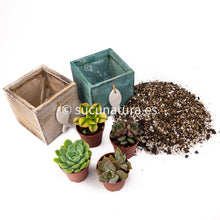 Load image into Gallery viewer, Kit Mediterran - Sucunatura. Plantas crassulas como echeveria, kalanchoe, sedum, sempervivum, graptoveria y aeonium.
