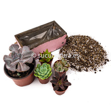 Load image into Gallery viewer, Kit México - Sucunatura. Plantas crassulas como echeveria, kalanchoe, sedum, sempervivum, graptoveria y aeonium.
