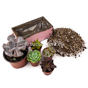 Kit México - Sucunatura. Plantas crassulas como echeveria, kalanchoe, sedum, sempervivum, graptoveria y aeonium.