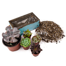 Load image into Gallery viewer, Kit México - Sucunatura. Plantas crassulas como echeveria, kalanchoe, sedum, sempervivum, graptoveria y aeonium.
