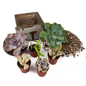 Kit Vintage - Sucunatura. Plantas crassulas como echeveria, kalanchoe, sedum, sempervivum, graptoveria y aeonium.