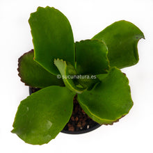 Load image into Gallery viewer, Kalanchoe - ø 10.5 cm - Sucunatura. Plantas crassulas como echeveria, kalanchoe, sedum, sempervivum, graptoveria y aeonium.
