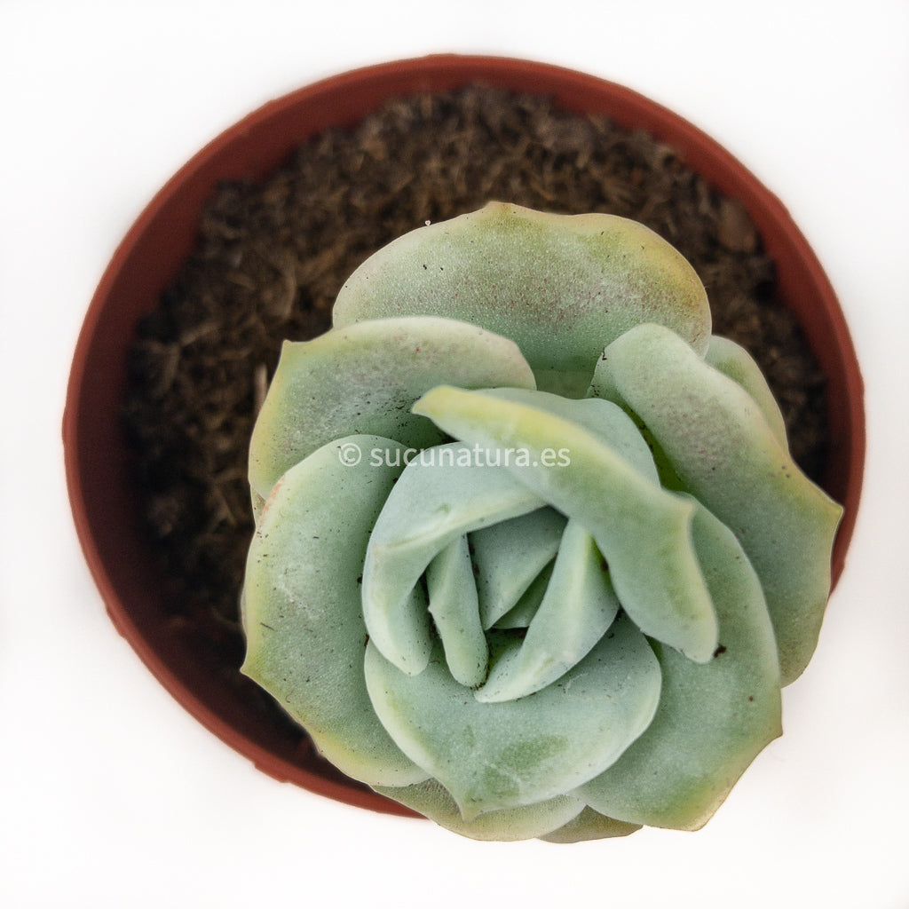 Graptoveria Lovely Rose - ø 8.5 cm - Sucunatura. Plantas crassulas como echeveria, kalanchoe, sedum, sempervivum, graptoveria y aeonium.