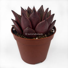 Cargar imagen en el visor de la galería, Echeveria Agavoides Atlas - ø 12 cm - Sucunatura. Plantas crassulas como echeveria, kalanchoe, sedum, sempervivum, graptoveria y aeonium.
