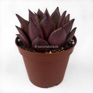 Echeveria Agavoides Atlas - ø 12 cm - Sucunatura. Plantas crassulas como echeveria, kalanchoe, sedum, sempervivum, graptoveria y aeonium.