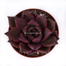 Load image into Gallery viewer, Echeveria Agavoides Atlas - ø 12 cm - Sucunatura. Plantas crassulas como echeveria, kalanchoe, sedum, sempervivum, graptoveria y aeonium.
