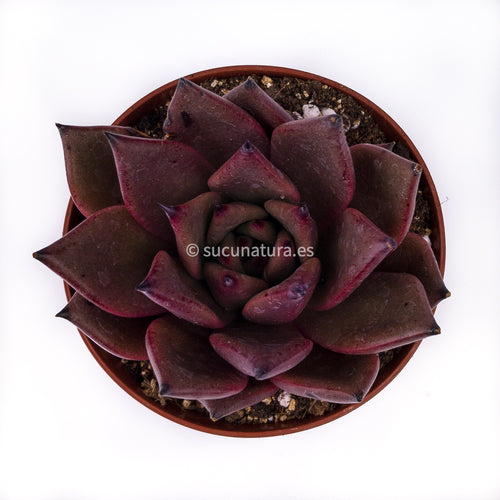 Echeveria Agavoides Atlas - ø 12 cm - Sucunatura. Plantas crassulas como echeveria, kalanchoe, sedum, sempervivum, graptoveria y aeonium.