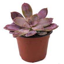 Load image into Gallery viewer, Graptupetalum Superbum - ø 10.5 cm - Sucunatura. Plantas crassulas como echeveria, kalanchoe, sedum, sempervivum, graptoveria y aeonium.
