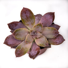 Load image into Gallery viewer, Graptupetalum Superbum - ø 10.5 cm - Sucunatura. Plantas crassulas como echeveria, kalanchoe, sedum, sempervivum, graptoveria y aeonium.
