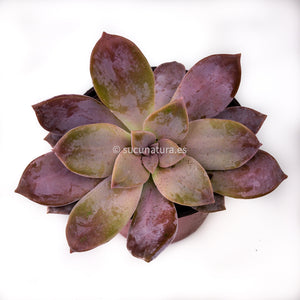 Graptupetalum Superbum - ø 10.5 cm - Sucunatura. Plantas crassulas como echeveria, kalanchoe, sedum, sempervivum, graptoveria y aeonium.