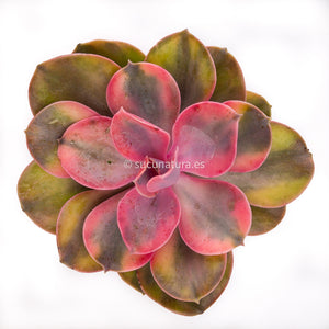 Echeveria Rainbow (arco iris) - ø 10.5 cm - Sucunatura. Plantas crassulas como echeveria, kalanchoe, sedum, sempervivum, graptoveria y aeonium.