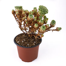 Cargar imagen en el visor de la galería, Greenovia Aurea - ø 10.5 cm - Sucunatura. Plantas crassulas como echeveria, kalanchoe, sedum, sempervivum, graptoveria y aeonium.
