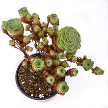 Cargar imagen en el visor de la galería, Greenovia Aurea - ø 10.5 cm - Sucunatura. Plantas crassulas como echeveria, kalanchoe, sedum, sempervivum, graptoveria y aeonium.
