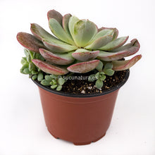 Cargar imagen en el visor de la galería, Echeveria Subcorymbosa Laui 026 - ø 10.5 cm - Sucunatura. Plantas crassulas como echeveria, kalanchoe, sedum, sempervivum, graptoveria y aeonium.
