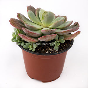 Echeveria Subcorymbosa Laui 026 - ø 10.5 cm - Sucunatura. Plantas crassulas como echeveria, kalanchoe, sedum, sempervivum, graptoveria y aeonium.