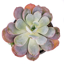 Cargar imagen en el visor de la galería, Echeveria Subcorymbosa Laui 026 - ø 10.5 cm - Sucunatura. Plantas crassulas como echeveria, kalanchoe, sedum, sempervivum, graptoveria y aeonium.
