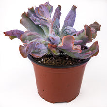 Cargar imagen en el visor de la galería, Echeveria culibra - ø 12 cm - Sucunatura. Plantas crassulas como echeveria, kalanchoe, sedum, sempervivum, graptoveria y aeonium.
