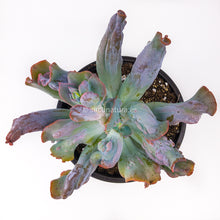 Cargar imagen en el visor de la galería, Echeveria culibra - ø 12 cm - Sucunatura. Plantas crassulas como echeveria, kalanchoe, sedum, sempervivum, graptoveria y aeonium.
