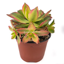 Cargar imagen en el visor de la galería, Aeonium Kiwi - ø 8.5 cm - Sucunatura. Plantas crassulas como echeveria, kalanchoe, sedum, sempervivum, graptoveria y aeonium.
