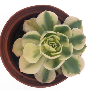 Echeveria Compton Carousel - ø 10.5 cm - Sucunatura. Plantas crassulas como echeveria, kalanchoe, sedum, sempervivum, graptoveria y aeonium.