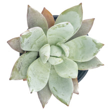 Load image into Gallery viewer, Echeveria Mexican Giant - ø 10.5 cm - Sucunatura. Plantas crassulas como echeveria, kalanchoe, sedum, sempervivum, graptoveria y aeonium.
