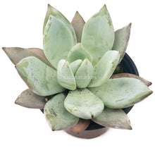 Load image into Gallery viewer, Echeveria Mexican Giant - ø 10.5 cm - Sucunatura. Plantas crassulas como echeveria, kalanchoe, sedum, sempervivum, graptoveria y aeonium.
