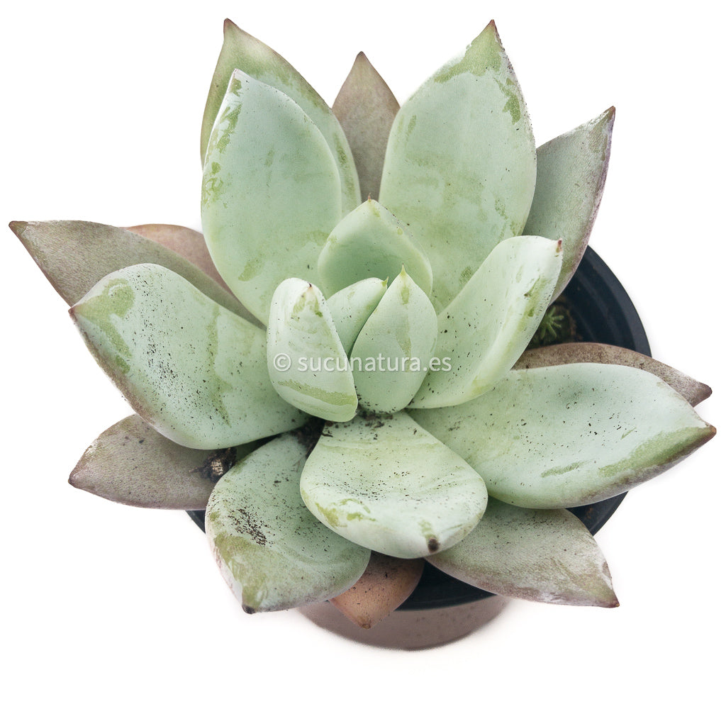 Echeveria Mexican Giant - ø 10.5 cm - Sucunatura. Plantas crassulas como echeveria, kalanchoe, sedum, sempervivum, graptoveria y aeonium.