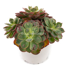 Cargar imagen en el visor de la galería, Echeveria Raindrops - ø 12 cm - Sucunatura. Plantas crassulas como echeveria, kalanchoe, sedum, sempervivum, graptoveria y aeonium.
