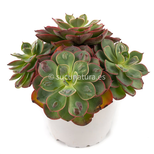 Echeveria Raindrops - ø 12 cm - Sucunatura. Plantas crassulas como echeveria, kalanchoe, sedum, sempervivum, graptoveria y aeonium.