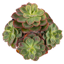 Cargar imagen en el visor de la galería, Echeveria Raindrops - ø 12 cm - Sucunatura. Plantas crassulas como echeveria, kalanchoe, sedum, sempervivum, graptoveria y aeonium.
