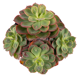 Echeveria Raindrops - ø 12 cm - Sucunatura. Plantas crassulas como echeveria, kalanchoe, sedum, sempervivum, graptoveria y aeonium.