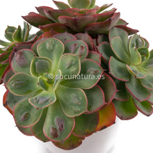 Cargar imagen en el visor de la galería, Echeveria Raindrops - ø 12 cm - Sucunatura. Plantas crassulas como echeveria, kalanchoe, sedum, sempervivum, graptoveria y aeonium.
