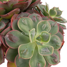 Cargar imagen en el visor de la galería, Echeveria Raindrops - ø 12 cm - Sucunatura. Plantas crassulas como echeveria, kalanchoe, sedum, sempervivum, graptoveria y aeonium.
