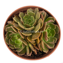 Load image into Gallery viewer, Echeveria brown rose form bouquet- ø 14 cm - Sucunatura. Plantas crassulas como echeveria, kalanchoe, sedum, sempervivum, graptoveria y aeonium.
