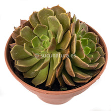 Load image into Gallery viewer, Echeveria brown rose form bouquet- ø 14 cm - Sucunatura. Plantas crassulas como echeveria, kalanchoe, sedum, sempervivum, graptoveria y aeonium.
