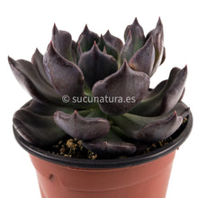 Cargar imagen en el visor de la galería, Echeveria Black Prince- ø 10.5 cm - Sucunatura. Plantas crassulas como echeveria, kalanchoe, sedum, sempervivum, graptoveria y aeonium.
