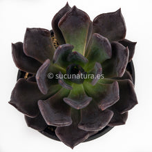 Cargar imagen en el visor de la galería, Echeveria Black Prince- ø 10.5 cm - Sucunatura. Plantas crassulas como echeveria, kalanchoe, sedum, sempervivum, graptoveria y aeonium.
