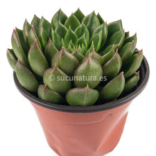 Cargar imagen en el visor de la galería, Echeveria Setorum Víctor - ø 10.5 cm - Sucunatura. Plantas crassulas como echeveria, kalanchoe, sedum, sempervivum, graptoveria y aeonium.
