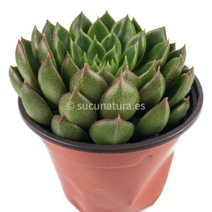 Echeveria Setorum Víctor - ø 10.5 cm - Sucunatura. Plantas crassulas como echeveria, kalanchoe, sedum, sempervivum, graptoveria y aeonium.