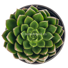 Cargar imagen en el visor de la galería, Echeveria Setorum Víctor - ø 10.5 cm - Sucunatura. Plantas crassulas como echeveria, kalanchoe, sedum, sempervivum, graptoveria y aeonium.
