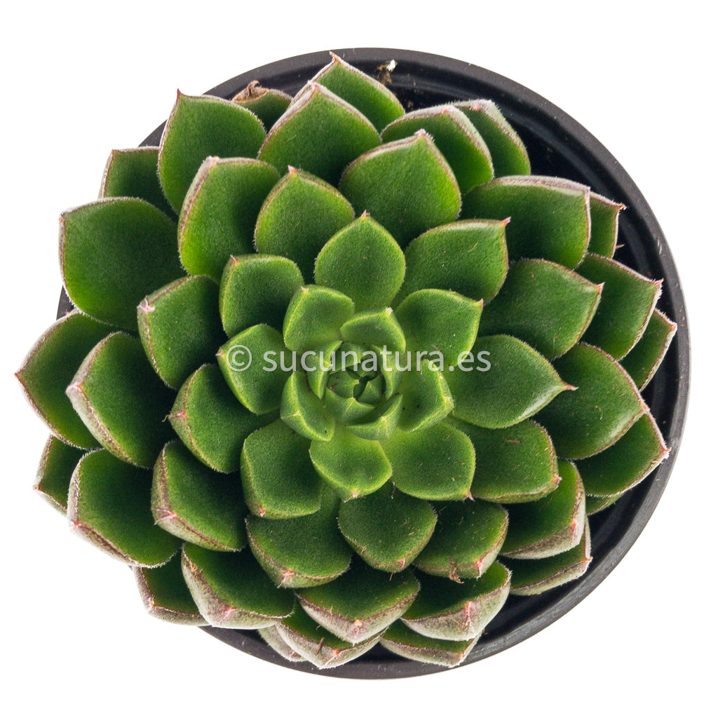 Echeveria Setorum Víctor - ø 10.5 cm - Sucunatura. Plantas crassulas como echeveria, kalanchoe, sedum, sempervivum, graptoveria y aeonium.