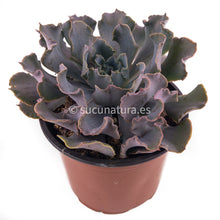 Cargar imagen en el visor de la galería, Echeveria Shaviana - ø 10.5 cm - Sucunatura. Plantas crassulas como echeveria, kalanchoe, sedum, sempervivum, graptoveria y aeonium.
